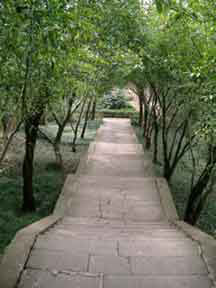 stone path under trees